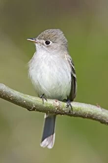 Images Dated 10th May 2009: Least Flycatcher - on territory