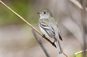 Images Dated 10th May 2009: Least Flycatcher - on territory