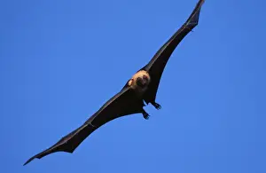 Pacific Prints: Flying Fox WAT 6127 Pteropus seychellensis © M. Watson / ARDEA LONDON