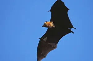 Flying Fox WAT 6130 Pteropus seychellensis © M. Watson / ARDEA LONDON