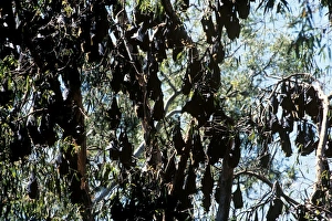 Flying-foxes - Large group in trees during the day (Pteropus conspicillatus conspicillatus, Pteropus gouldii) Flying-foxes - Large group in trees during the day (Pteropus conspicillatus conspicillatus, Pteropus gouldii)