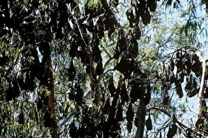 Flying Foxes Prints: Flying-foxes - Large group in trees during the day (Pteropus conspicillatus conspicillatus)