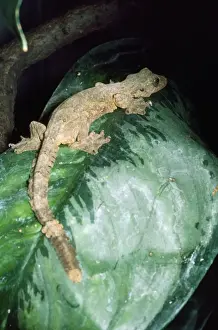 Flying Gecko