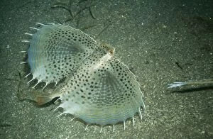 Images Dated 24th May 2004: Flying Gurnard Papa New Guinea