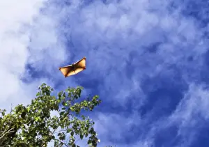Flying Lemur - gliding Philippines