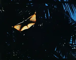 Gliding Prints: Flying Lemur Indochina - Java, Borneo