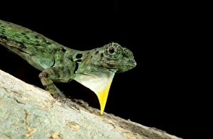 Images Dated 7th January 2009: Flying Lizard - Borneo, Malaysia JPF29722