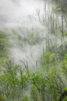 Dead Prints: Fog drifting through black burned trees on mountain side