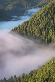 Pacific Gallery: Fog in valley and slopes of Olympic Mountains. Olympic