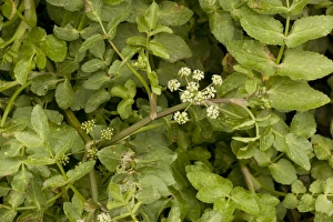 Images Dated 5th August 2006: Fool's water-cress (Apium nodiflorum), Dorset
