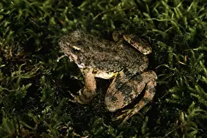 Foothill Yellow-legged Frog