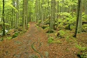Images Dated 26th May 2006: Footpath in primeval forest in springtime Bavaria Forest National Park, Bavaria, Germany