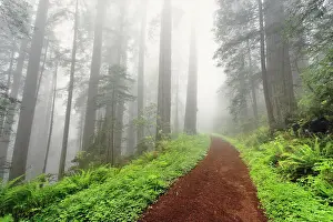 Footpath Prints: Footpath through Redwood trees in fog. Redwood National Park, California Date: 02-06-2009