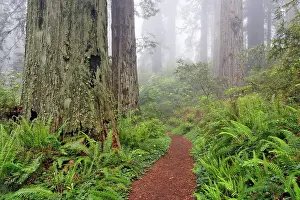 Footpath through Redwood trees and Pacific Rhododendron in fog, Redwood National Park, California, Damnation trail. Date: 25-12-2006