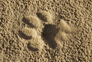 Footprint of a lioness in the sand of a road - Kalahari