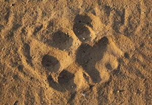 Footprint of a male lion in the sand of a road