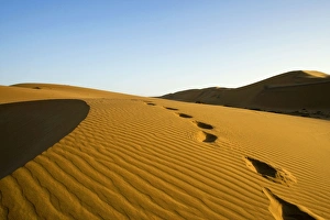 Images Dated 17th October 2008: Footprints leading over a dune - Late evening sunlight - Dune Sea - Namib Desert - Namibia - Africa