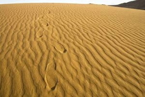 Images Dated 17th October 2008: Footprints leading over a dune - Late evening sunlight - Dune Sea - Namib Desert - Namibia - Africa