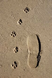 Footprints - one man and his dog - on a sandy beach