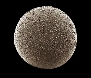 Foraminifera