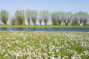 Images Dated 22nd April 2008: Foreland river IJssel - In springtime with flowering lady's smock
