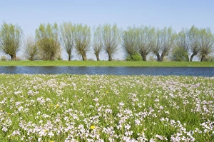 Foreland river IJssel - In springtime with flowering ladys smock Foreland river IJssel - In springtime with flowering ladys smock