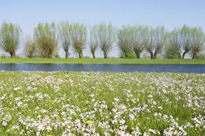 Landscapes Prints: Foreland river IJssel - In springtime with flowering lady's smock The Netherlands