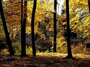 Images Dated 4th November 2014: Forest in Autumn