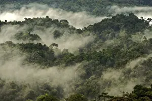 Central Africa Prints: Forest canopy in the mist - Nyungwe - Rwanda - Africa