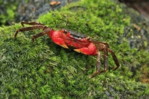 Images Dated 27th January 2008: Forest Crab - Masoala National Park - Madagascar
