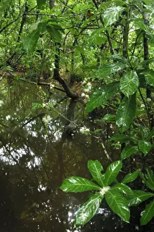 Madagascar Prints: Forest creek - with cornbeefwood - Nosy Mangabe island - Masoala National Park - Madagascar
