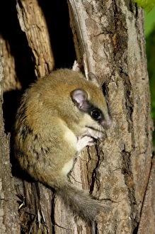 Images Dated 17th July 2008: Forest dormouse
