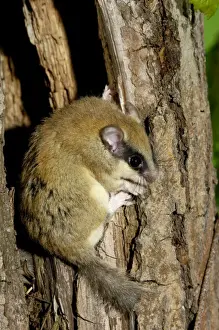 Dormice Prints: Forest dormouse, adult