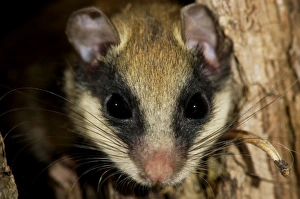 Images Dated 17th July 2008: Forest dormouse, adult