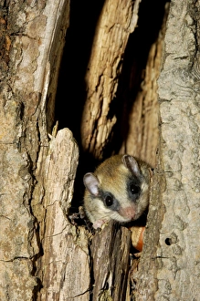 Images Dated 17th July 2008: Forest dormouse, adult