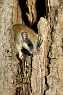 Images Dated 17th July 2008: Forest dormouse, adult