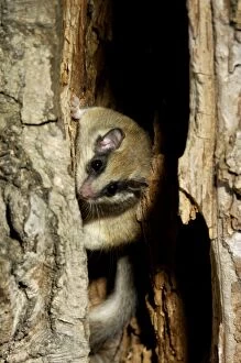 Images Dated 17th July 2008: Forest dormouse, adult