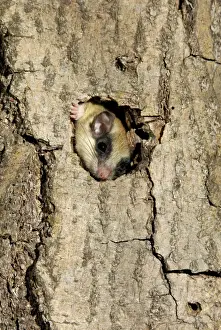 Dormice Prints: Forest dormouse, adult, climbs out of its shelter (a tree-hollow); common in deciduous forests of South Ural Mountains