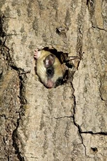 Images Dated 17th July 2008: Forest dormouse, adult, climbs out of its shelter (a tree-hollow)
