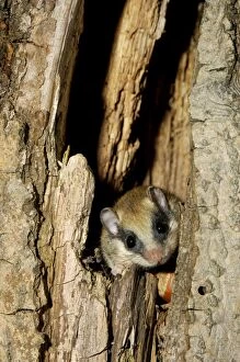 Images Dated 17th July 2008: Forest dormouse, adult, typically lingers about before climbing out of its shelter (a tree-hollow)