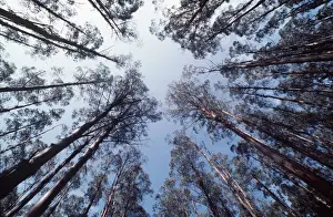 Abstract Prints: FOREST - Eucalyptus mountain ash