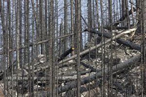 Damaged Gallery: Forest Fire