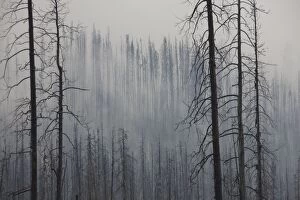 Forest Fire burnt Pine Trees in fog