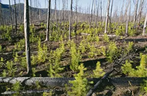Fires Prints: Forest Fire - new growth Lodgepole Pines after 1988 fires, Yellowstone National Park, USA