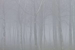 Forest in fog Penama, Galicia, Spain
