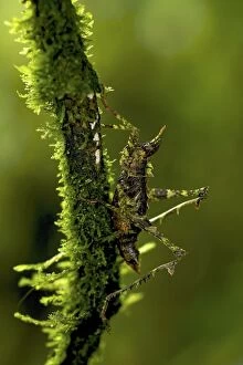 Forest Grasshopper - on a branch