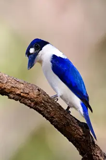 Forest Kingfisher - adult Forest Kingfisher sitting on a branch in a light forest looking out for prey - Northern Territory, Australia
