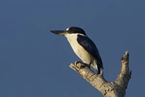 Forest Kingfisher perched on a branch Darwin Northern