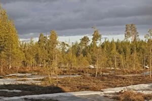 Forest - Kuhmo - Finland