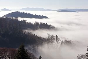 Images Dated 16th November 2011: Forest in the mist